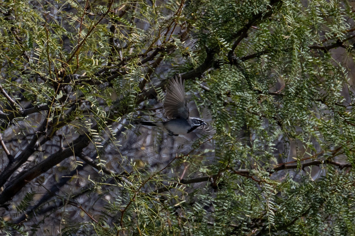 Black-throated Sparrow - ML625930965