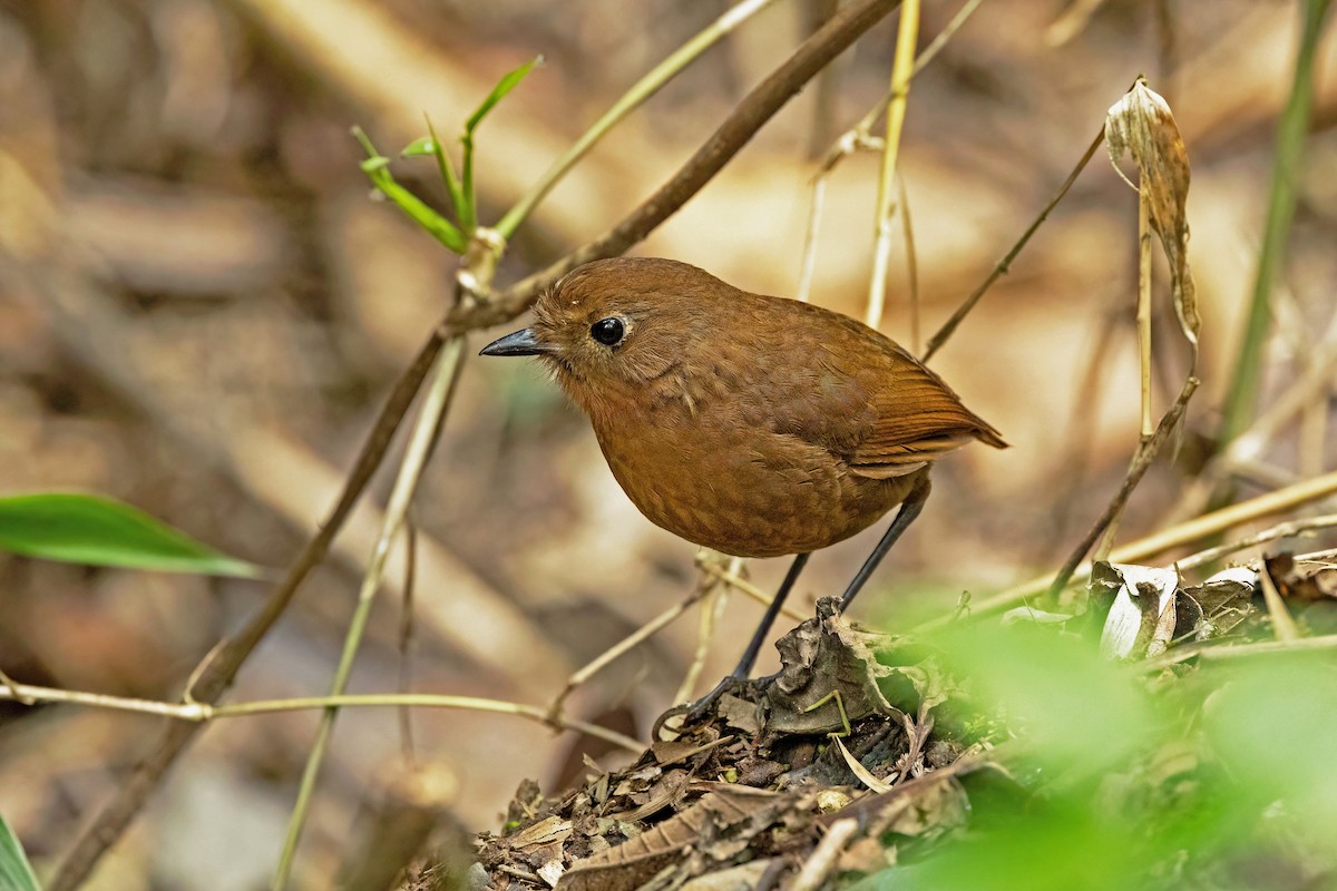 Puno Antpitta - ML625931029