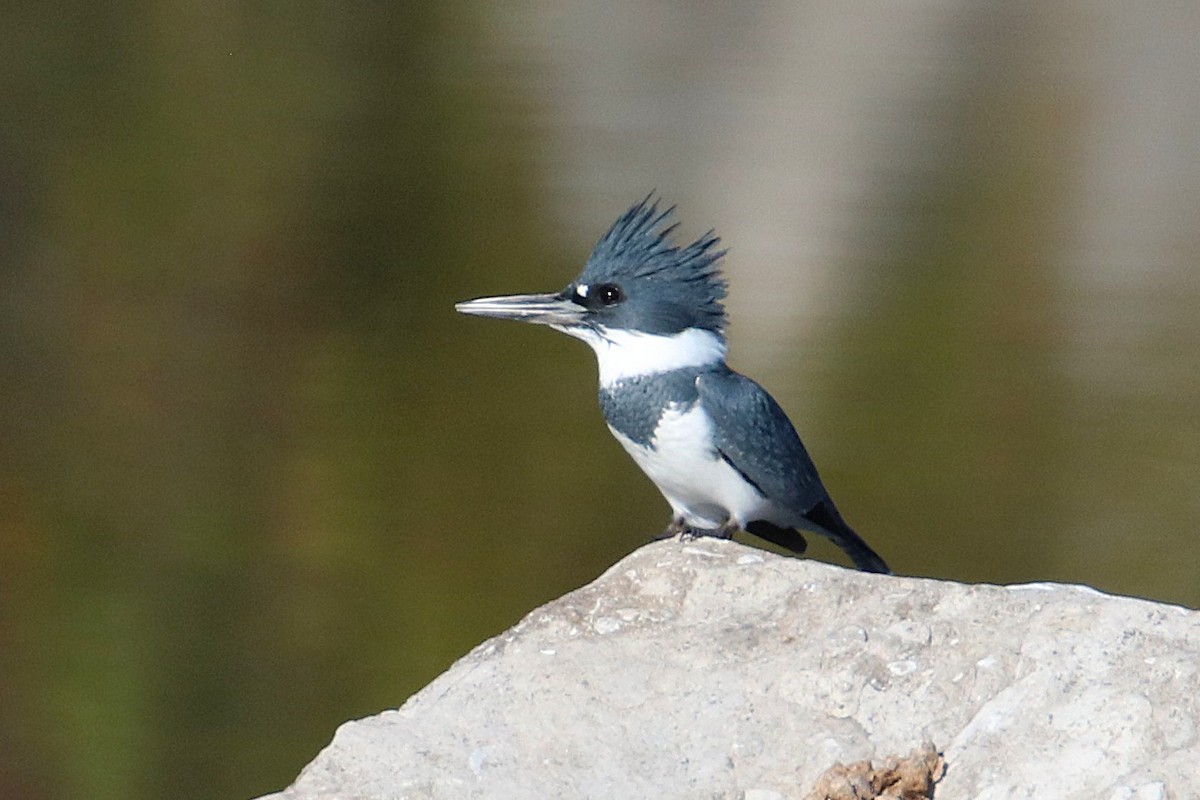 Belted Kingfisher - ML625931097