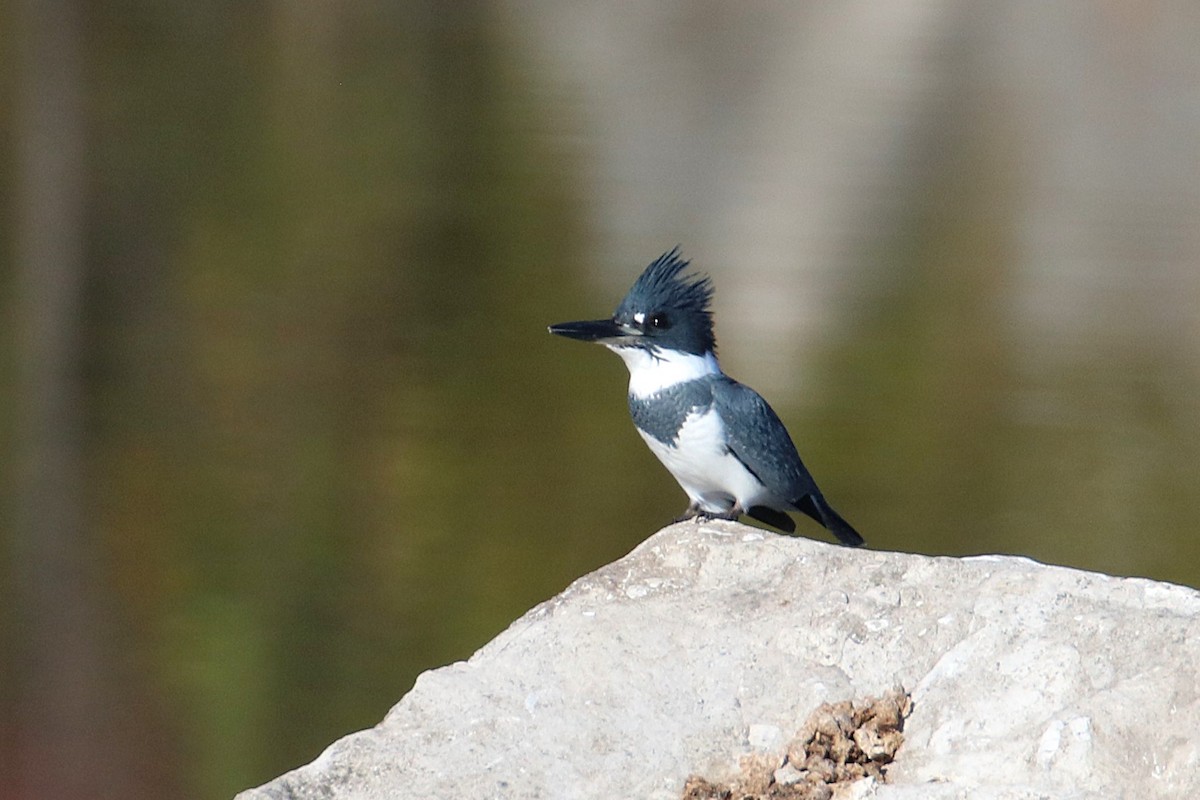 Belted Kingfisher - ML625931101