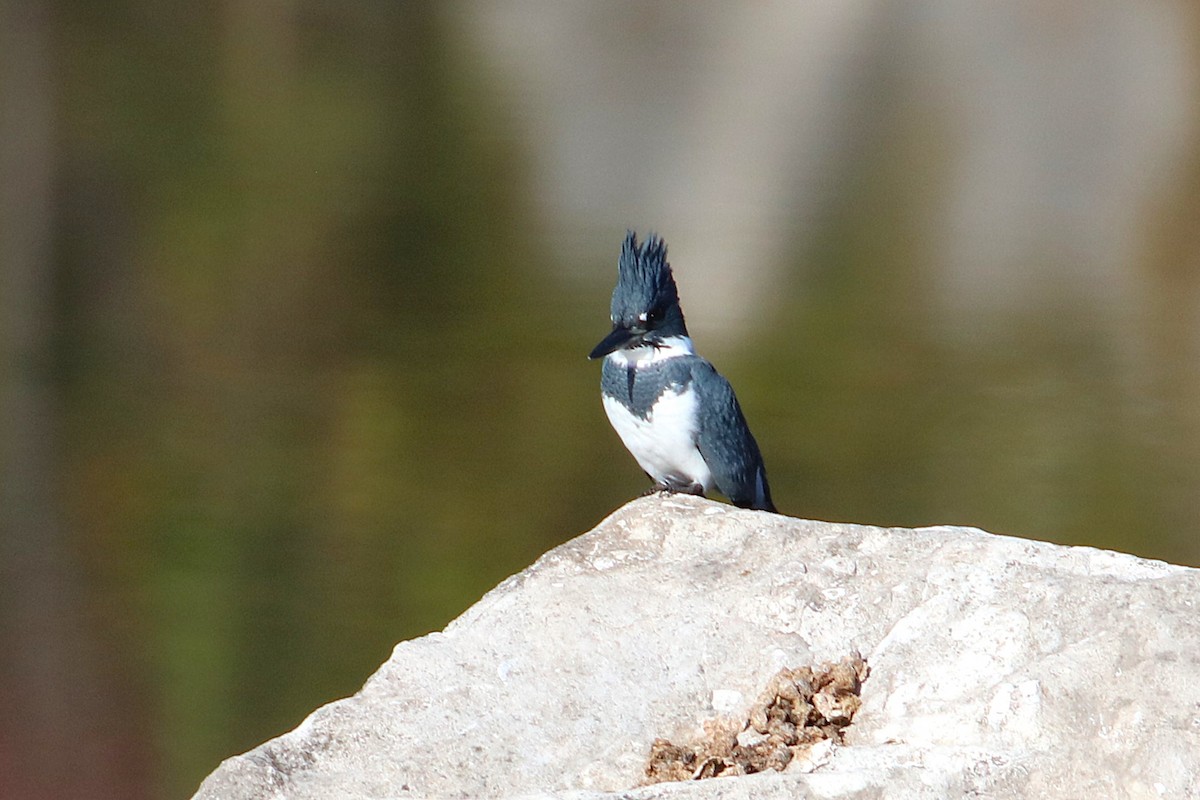 Belted Kingfisher - ML625931134