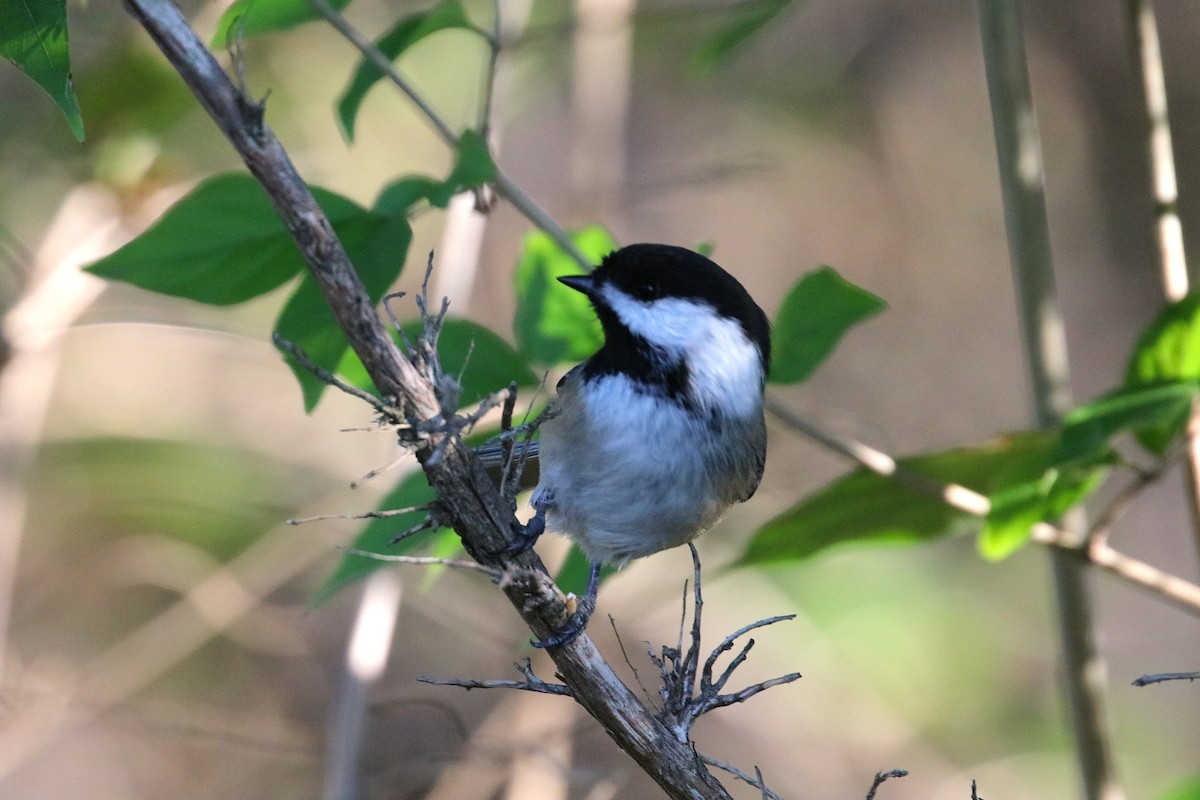 Black-capped Chickadee - ML625931216