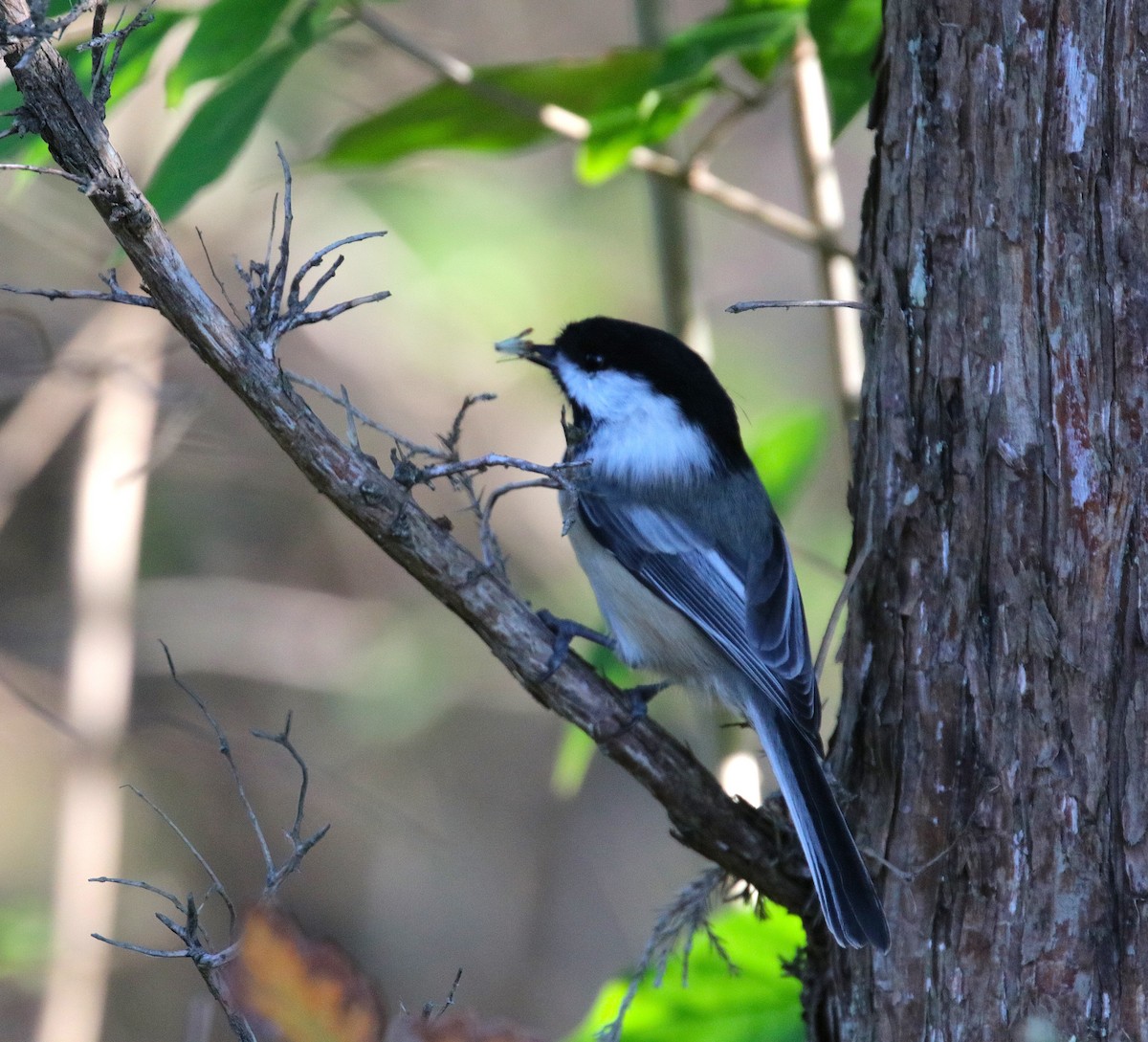 Black-capped Chickadee - ML625931237