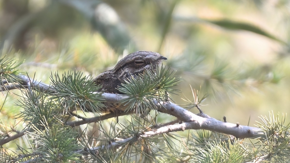 Eurasian Nightjar - ML625931252