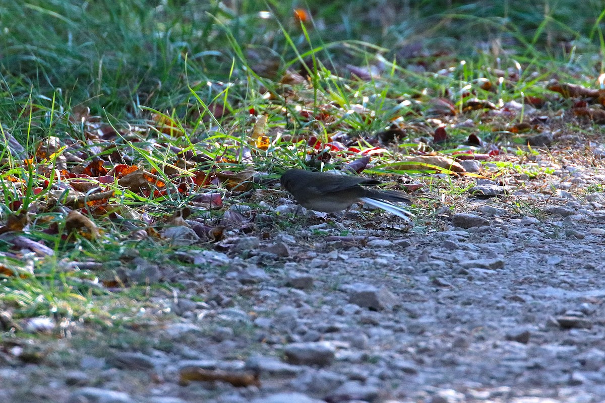 Dark-eyed Junco - ML625931256