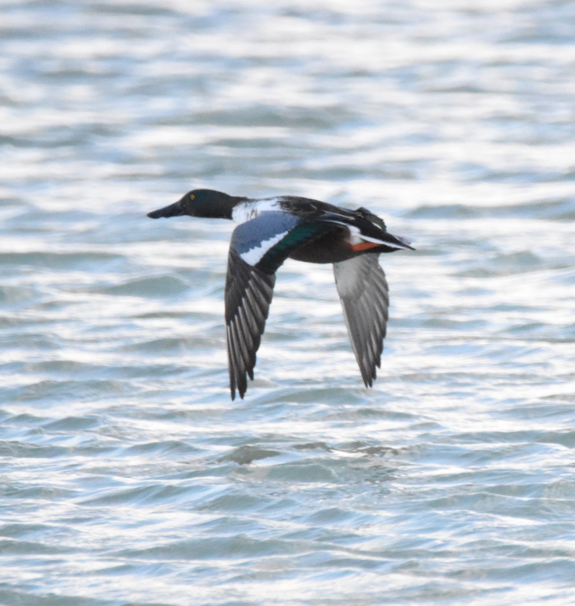 Northern Shoveler - ML625931328