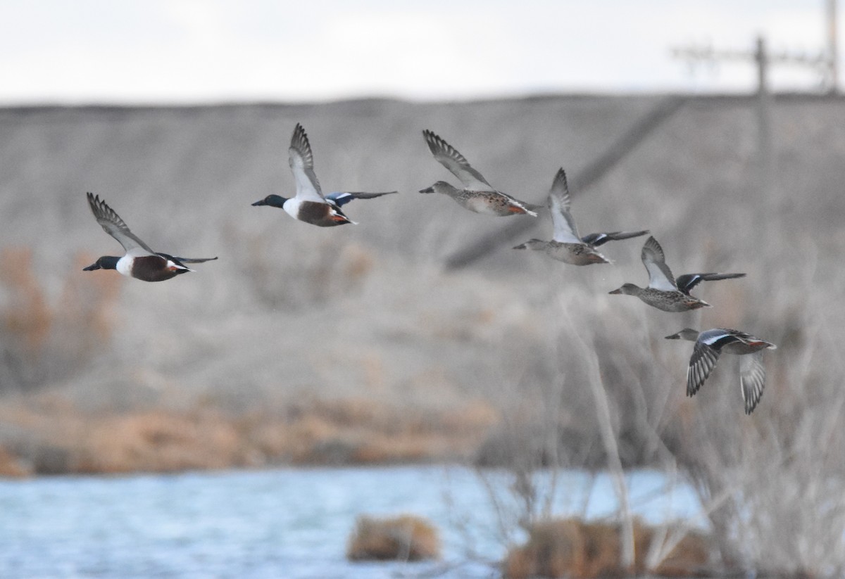 Northern Shoveler - ML625931329