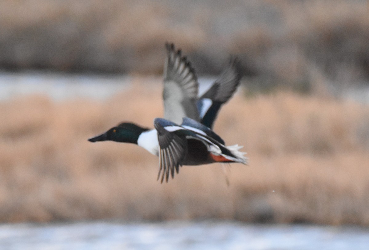 Northern Shoveler - ML625931330