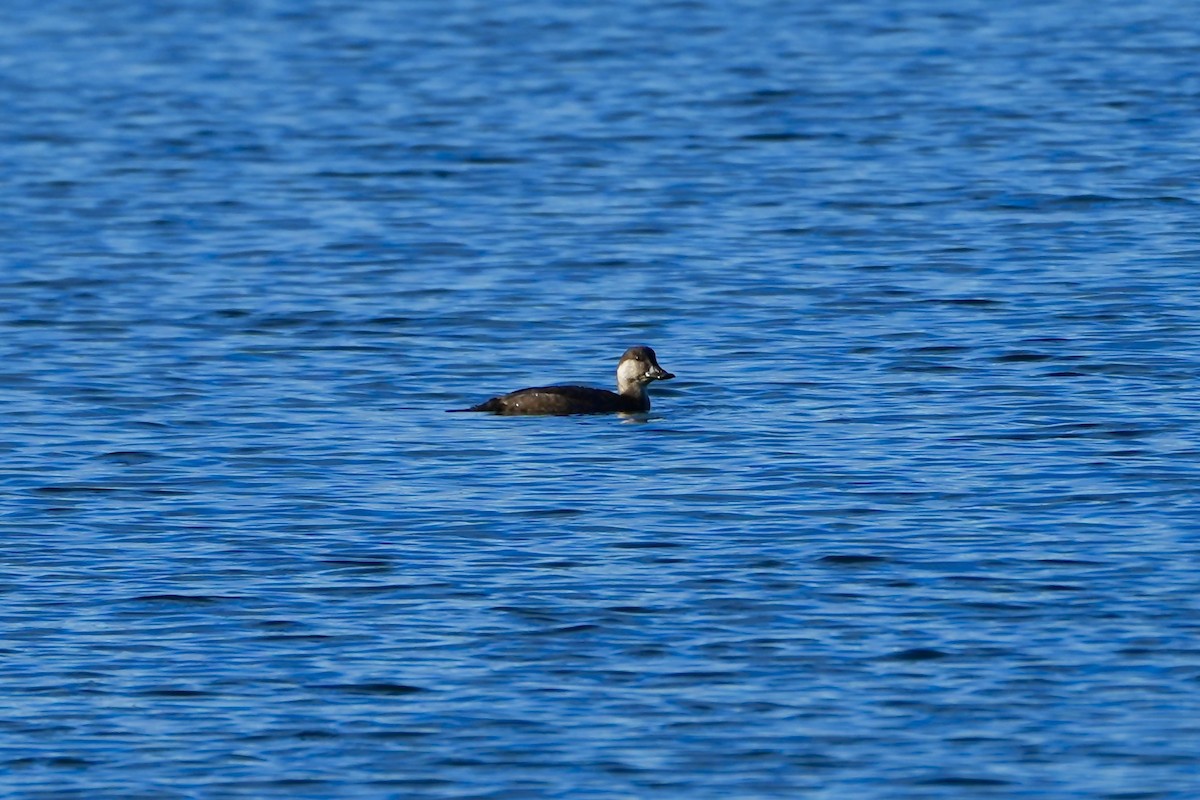 Black Scoter - ML625931374