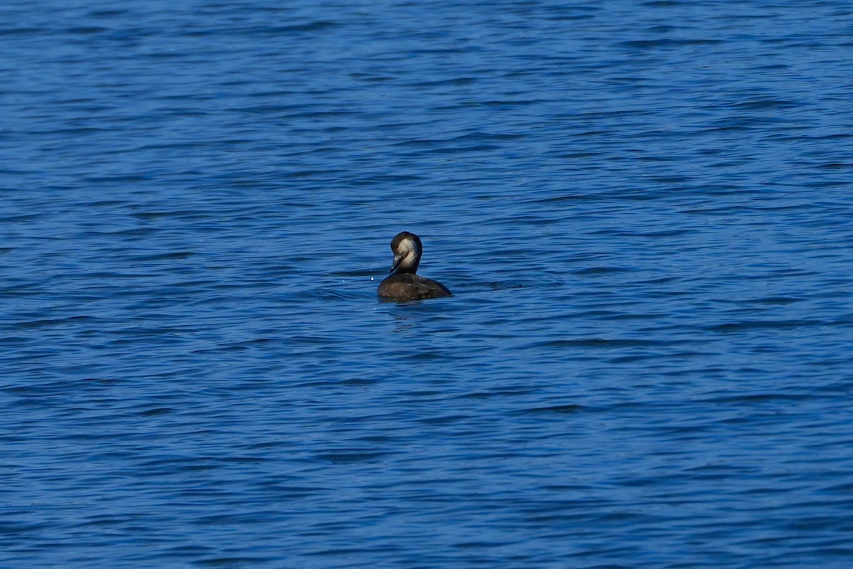 Black Scoter - ML625931375
