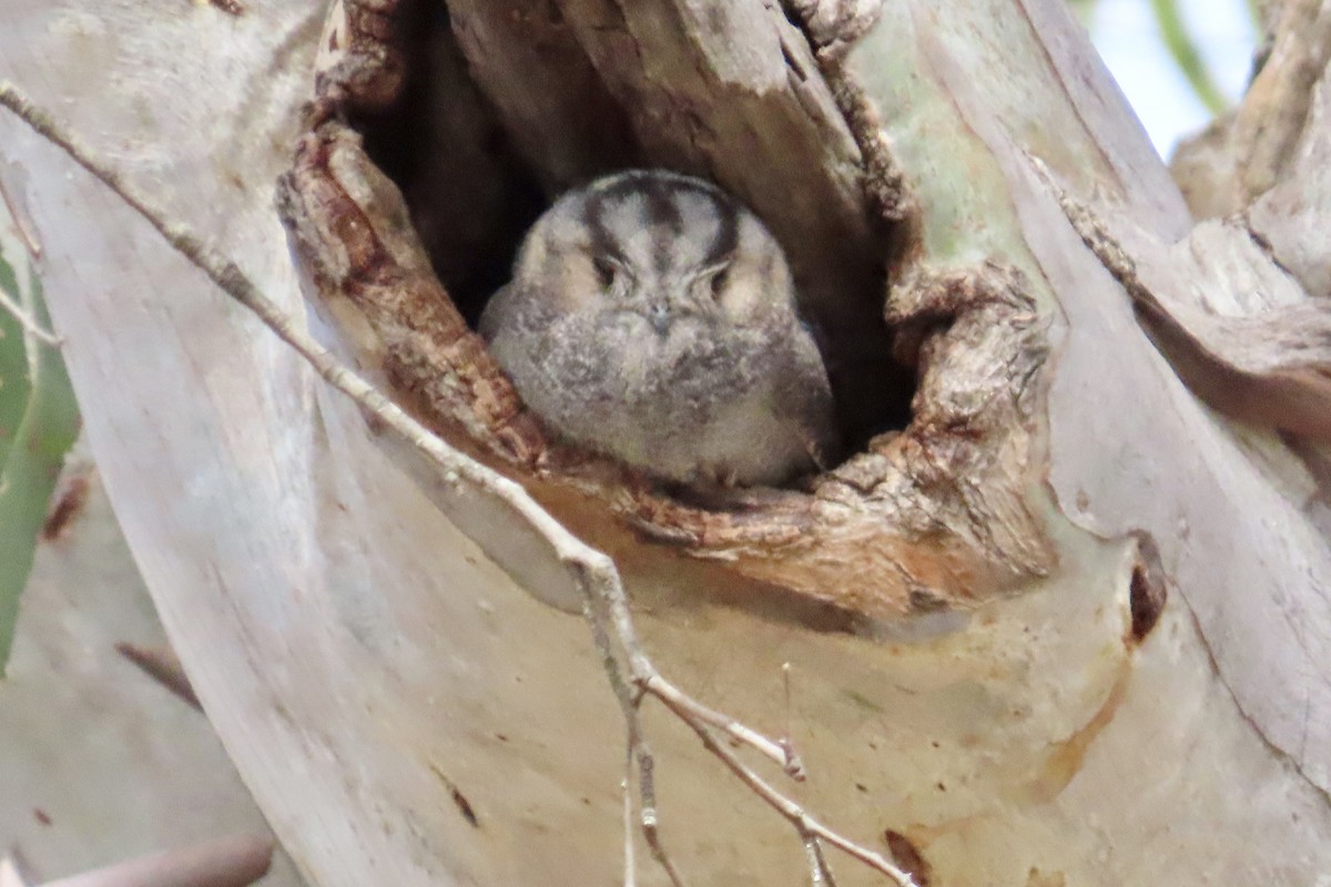 Australian Owlet-nightjar - ML625931378