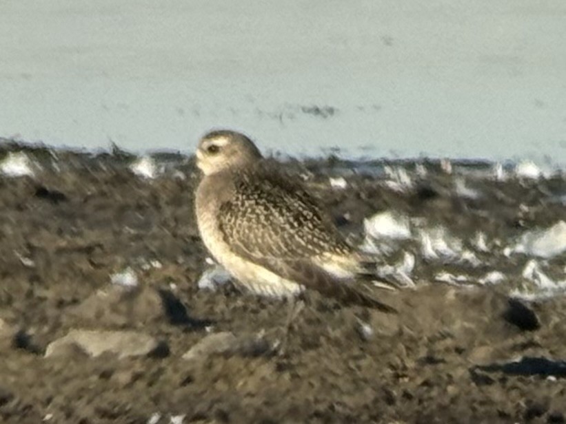 kulík hnědokřídlý - ML625931379