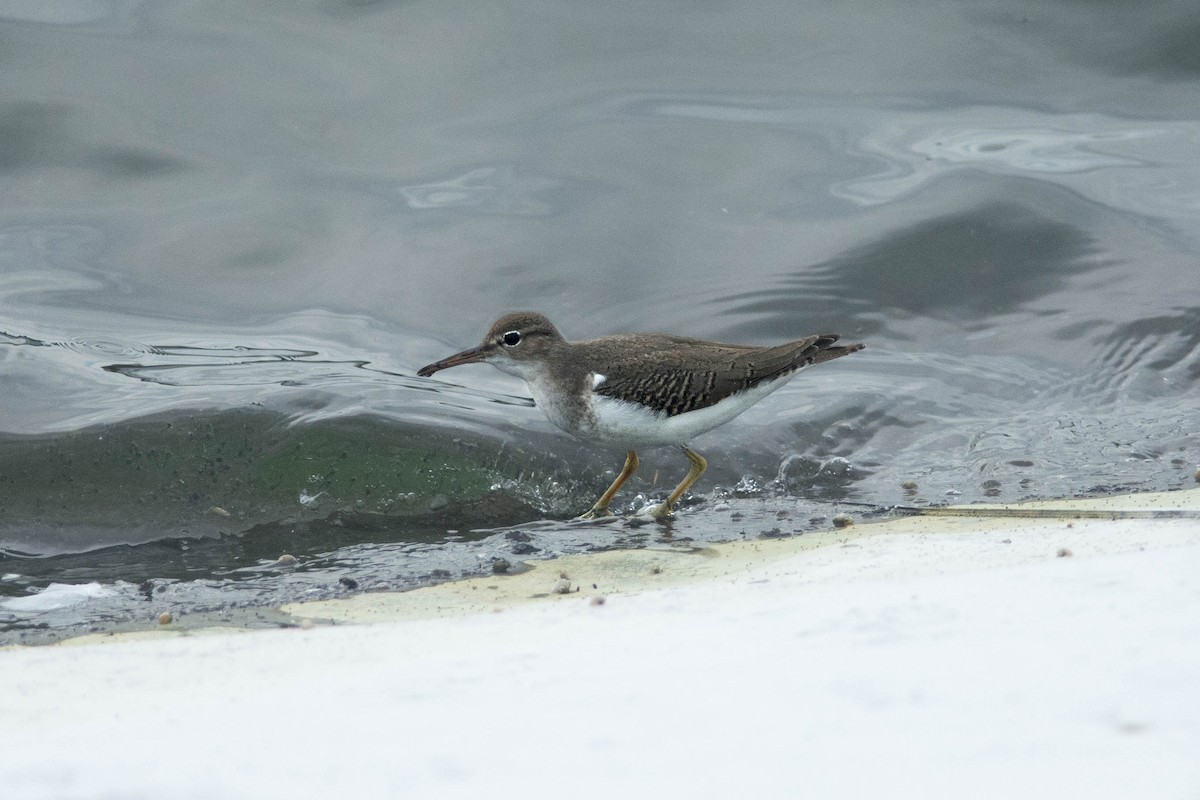 Spotted Sandpiper - ML625931384
