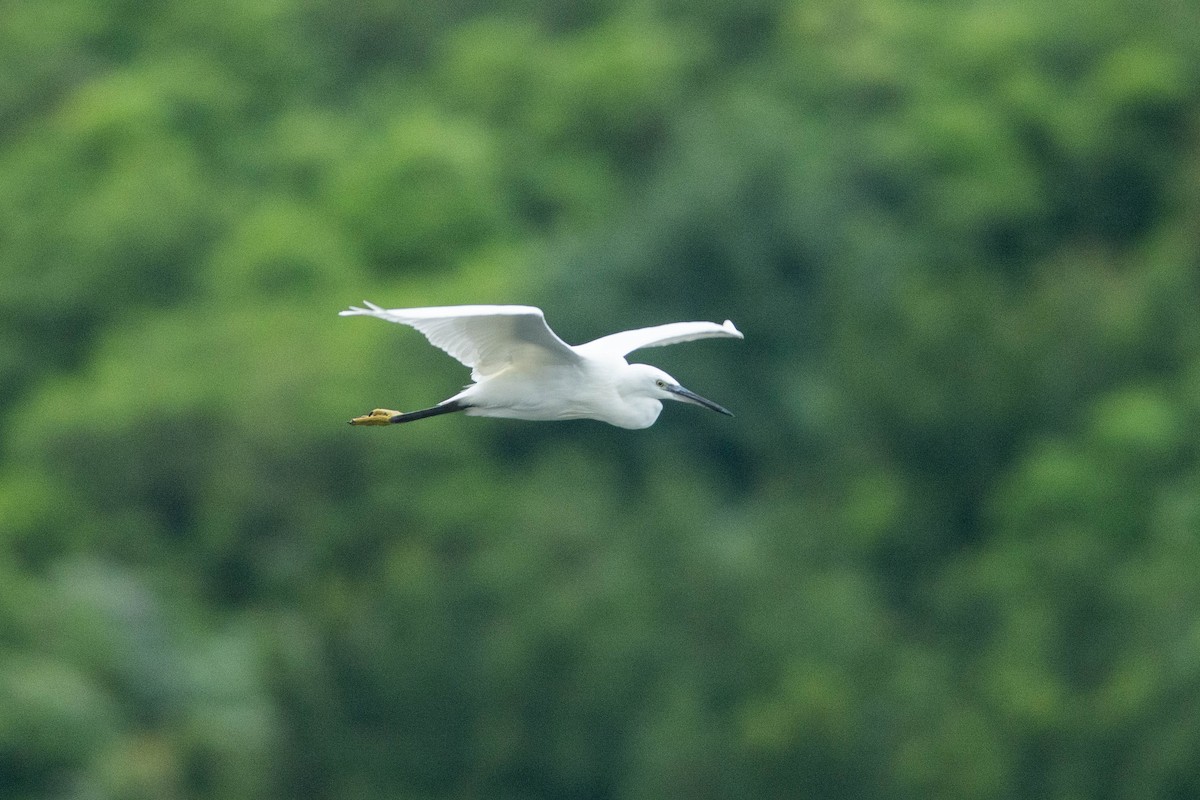 Little Egret - ML625931430