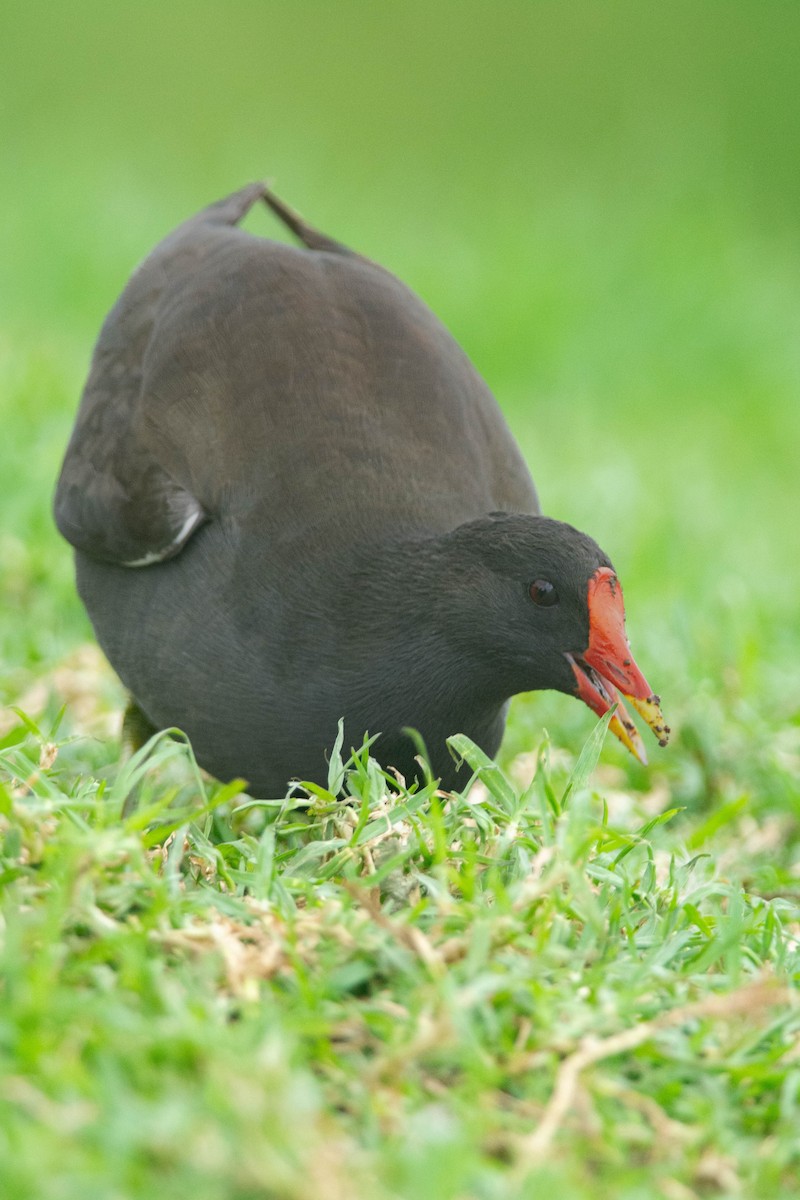 Eurasian Moorhen - ML625931433