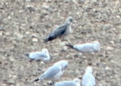 Lesser Black-backed Gull - ML625931475