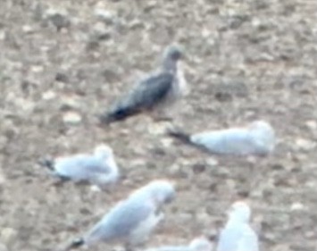 Lesser Black-backed Gull - ML625931476
