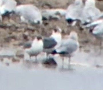 Laughing Gull - ML625931486