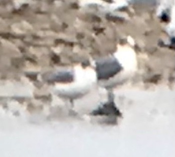 Laughing Gull - ML625931498