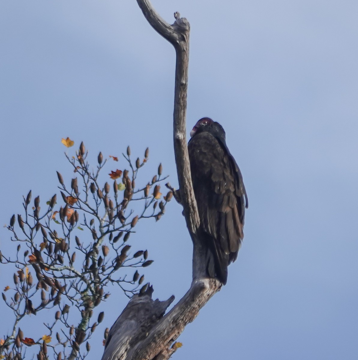 Turkey Vulture - ML625931553