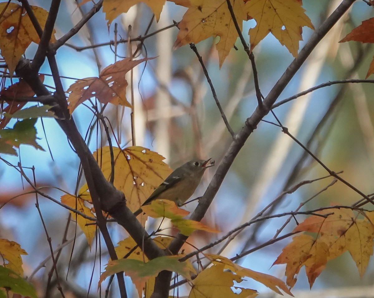 Ruby-crowned Kinglet - ML625931558