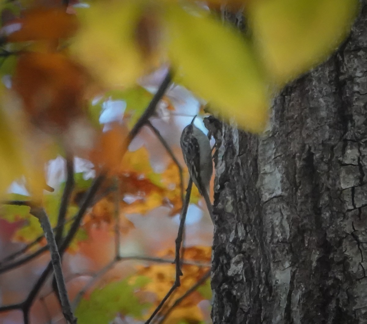 Brown Creeper - ML625931561