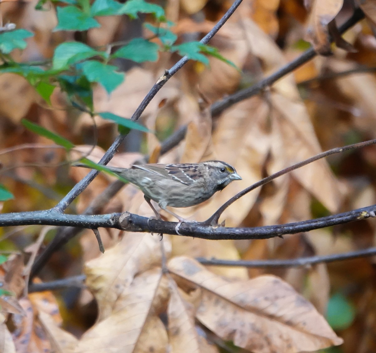 White-throated Sparrow - ML625931568
