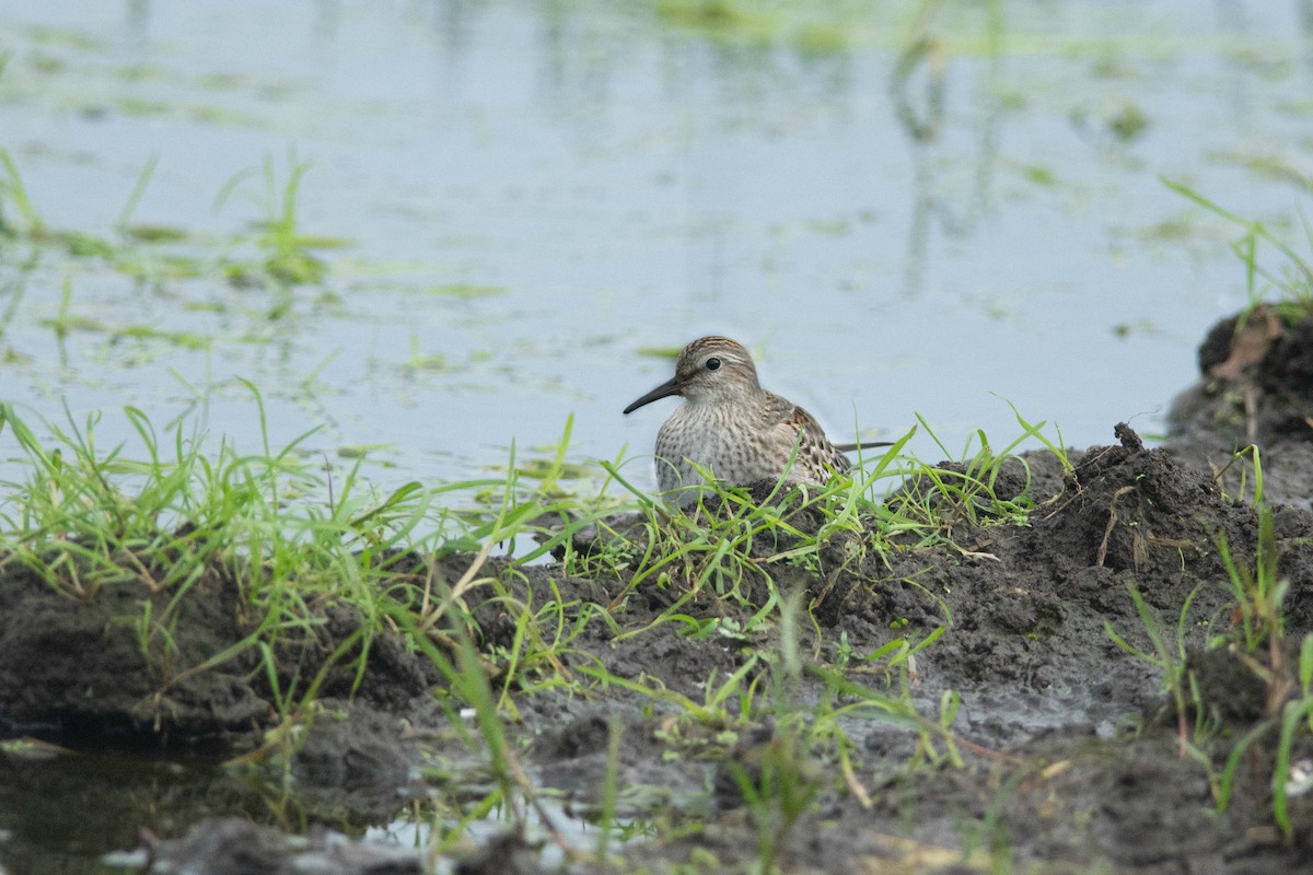 White-rumped Sandpiper - ML625931772