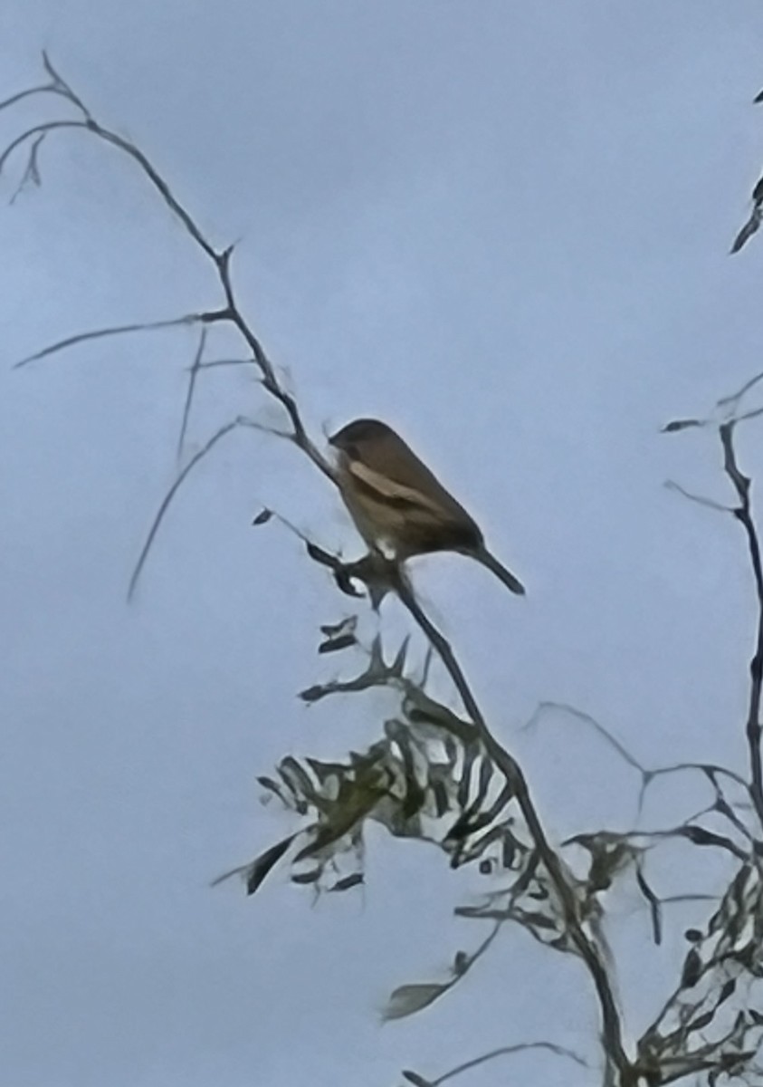 Lark Bunting - ML625931779