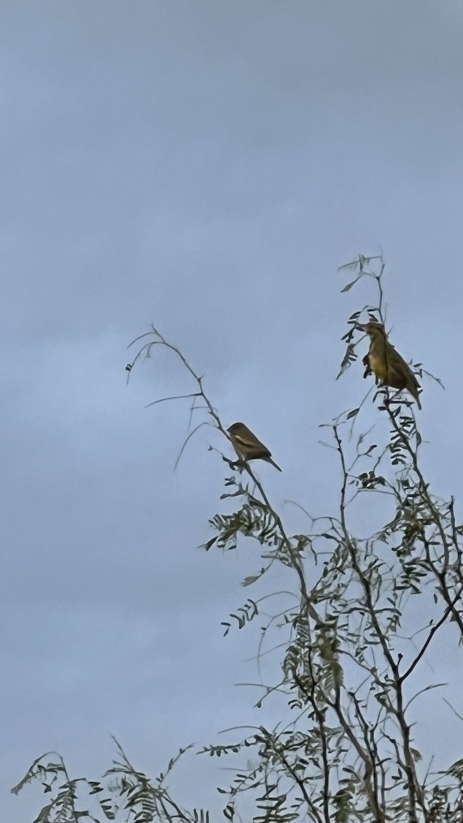 Lark Bunting - ML625931780