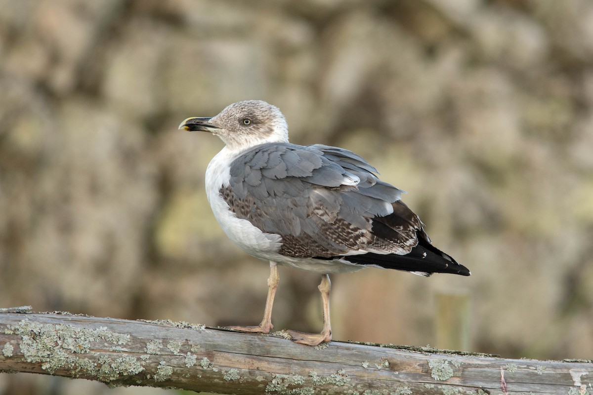 Yellow-legged Gull (atlantis) - ML625931911