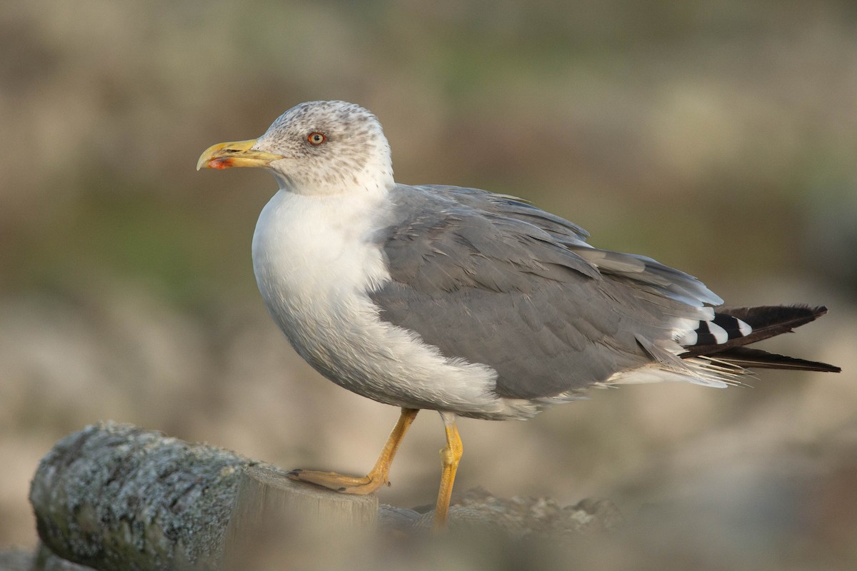 Yellow-legged Gull (atlantis) - ML625931912