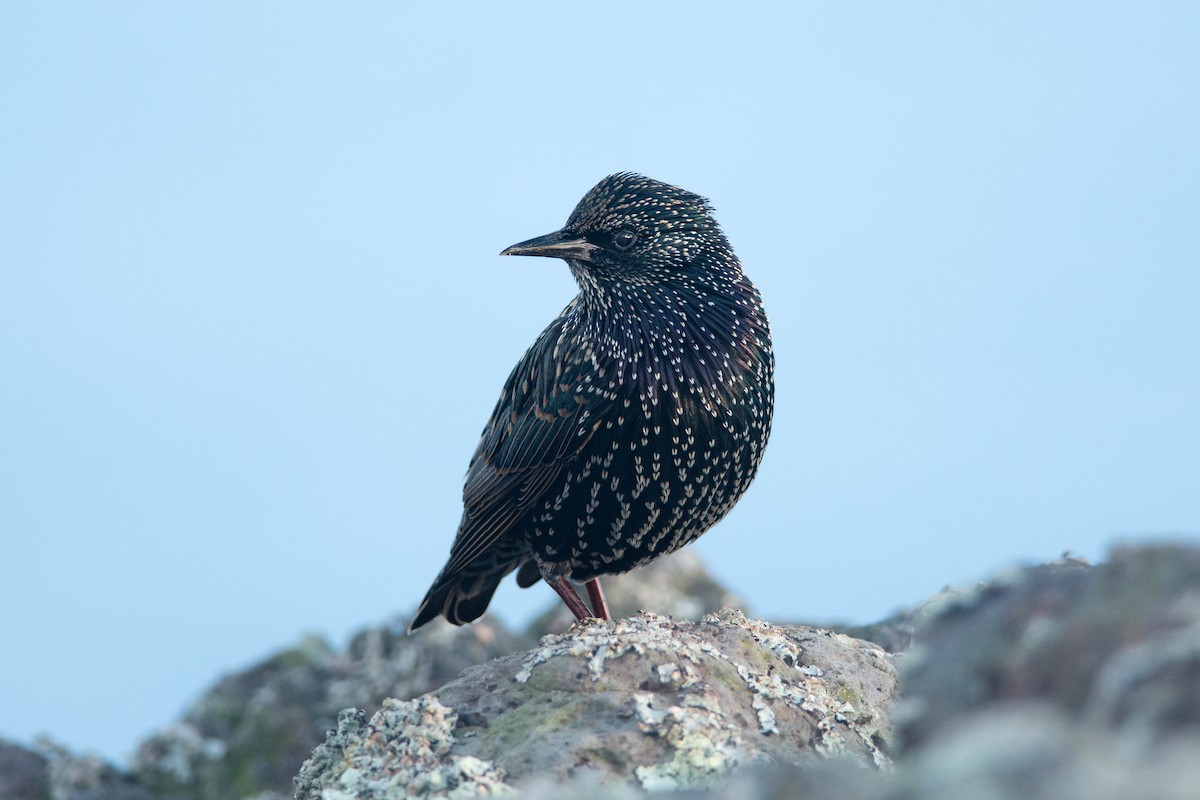 European Starling - ML625931917