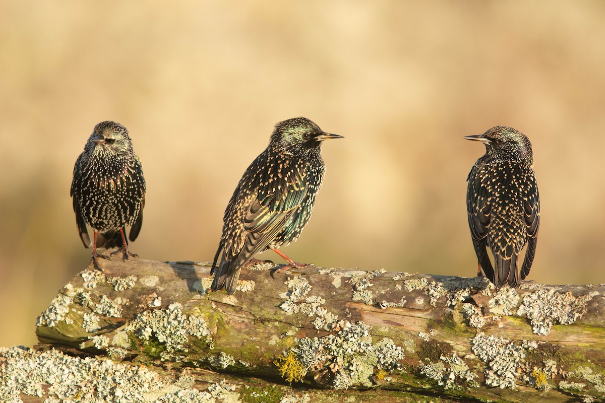 European Starling - ML625931918