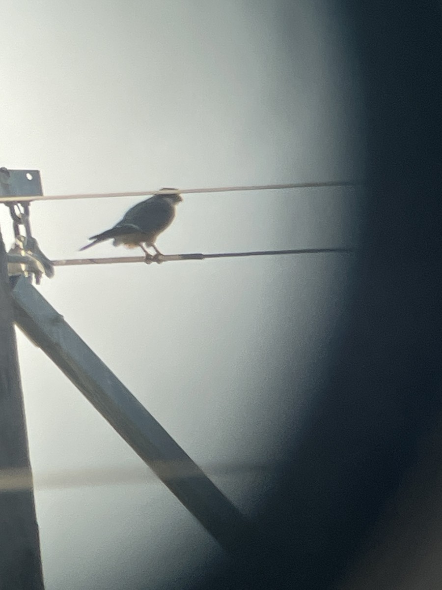 Aplomado Falcon - ML625931921