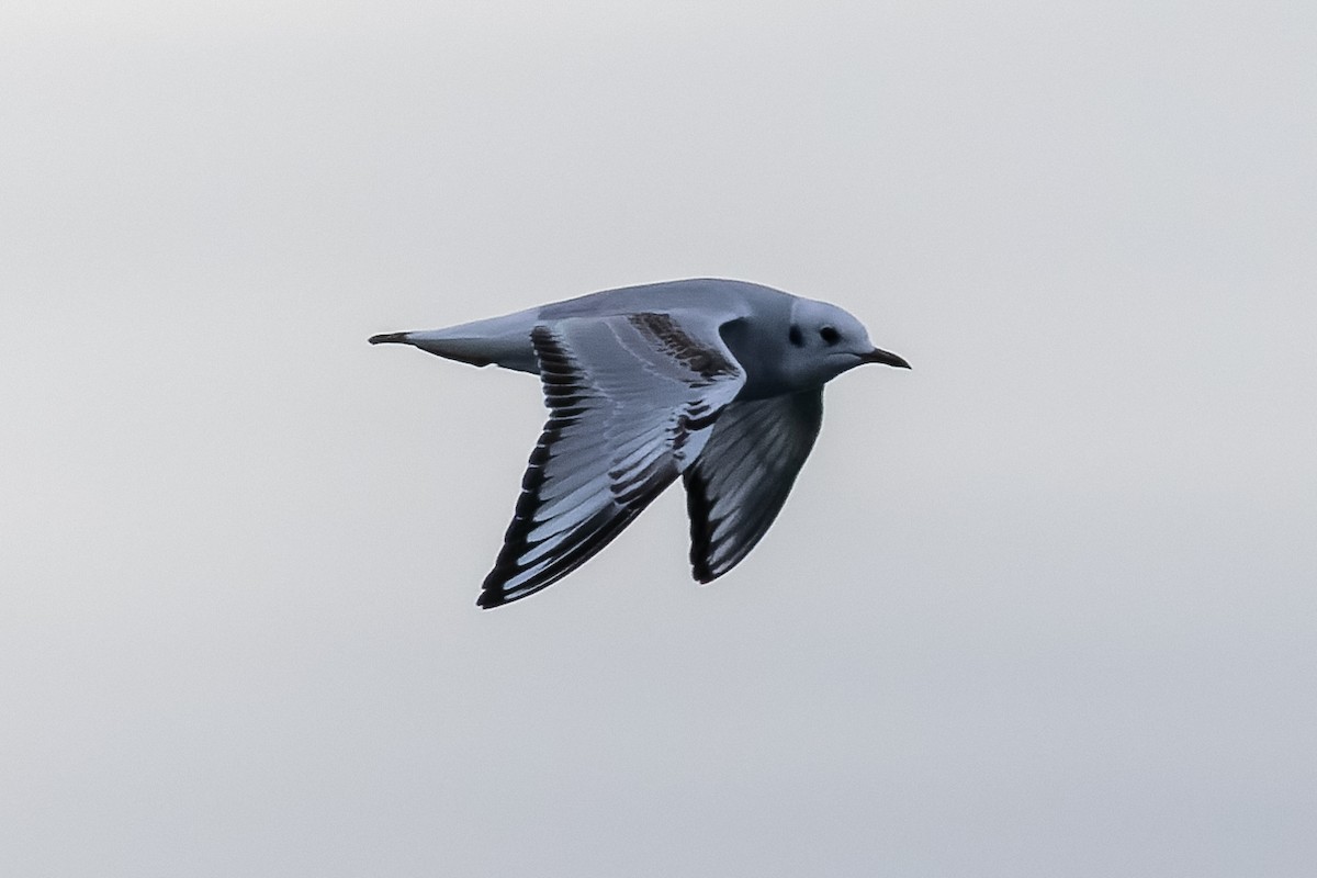 Mouette de Bonaparte - ML625932048