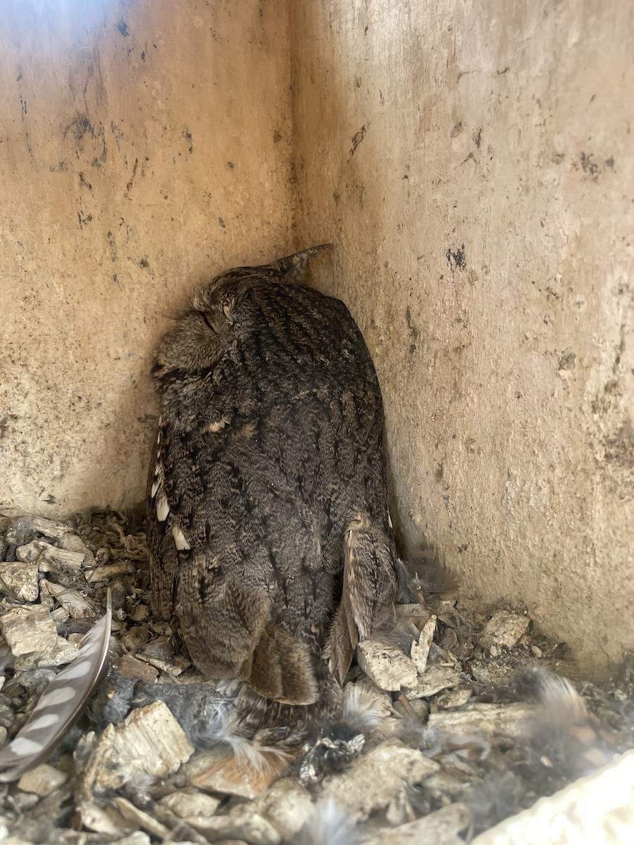 Eastern Screech-Owl - ML625932081