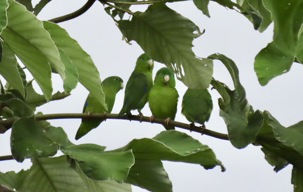 Riparian Parrotlet - ML625932128