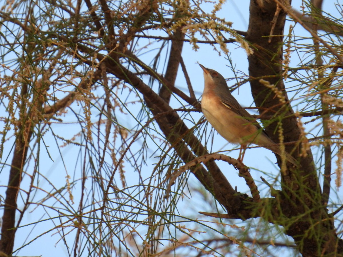 Western Subalpine Warbler - ML625932157