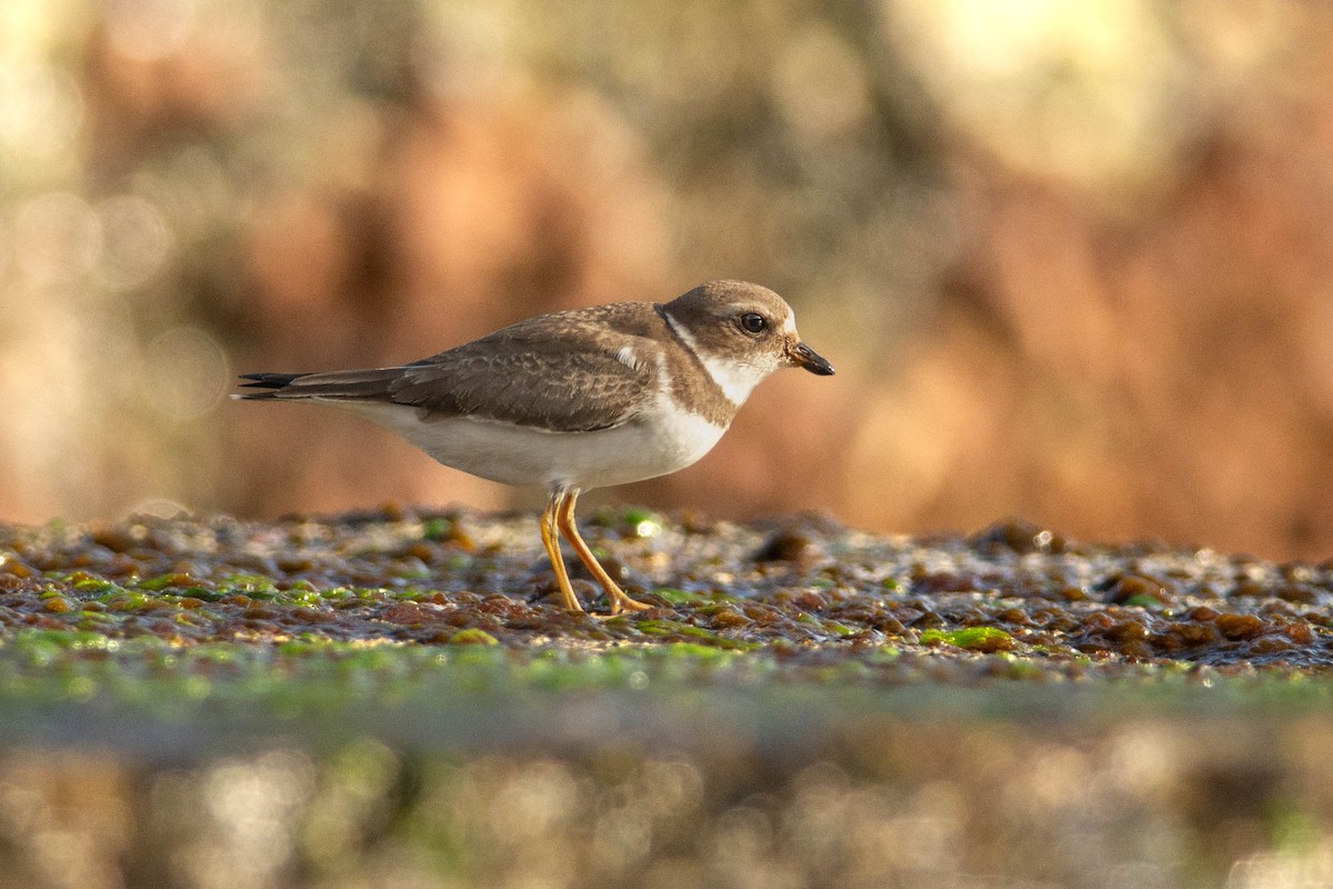 Semipalmated Plover - ML625932171