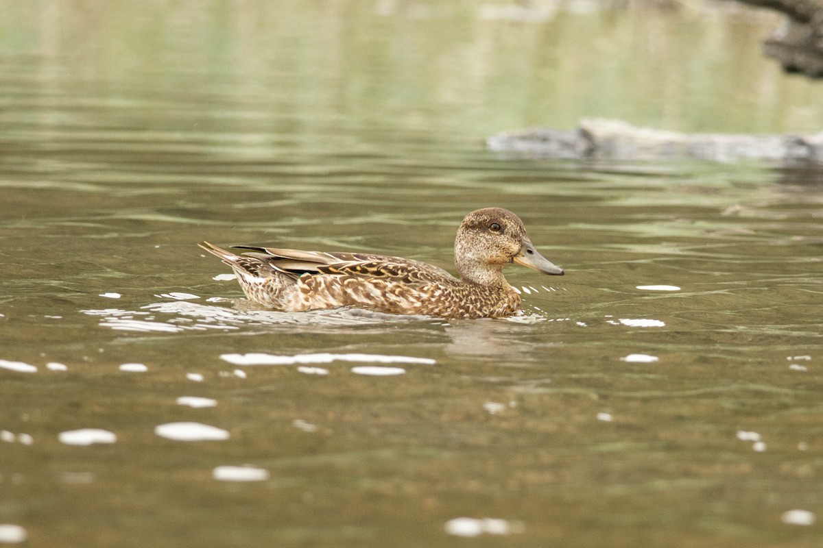 Green-winged Teal - ML625932265