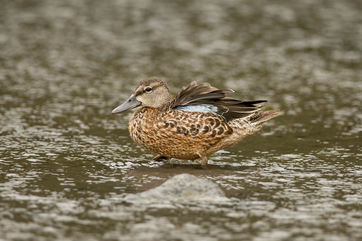 Blue-winged Teal - ML625932275
