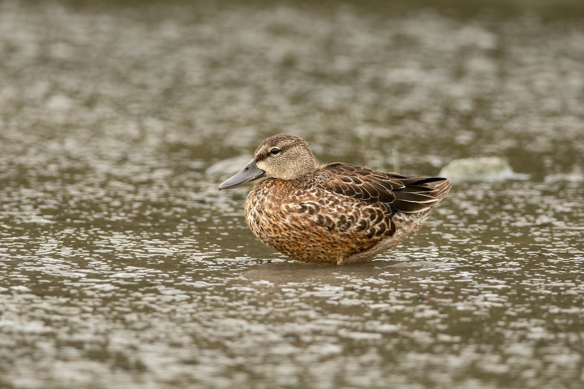 Blue-winged Teal - ML625932276