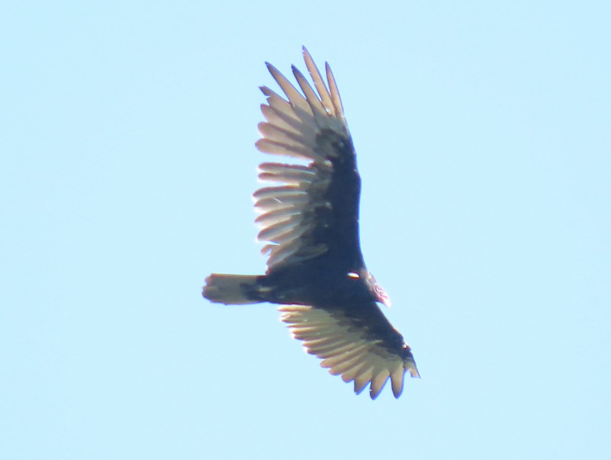 Turkey Vulture - ML625932300