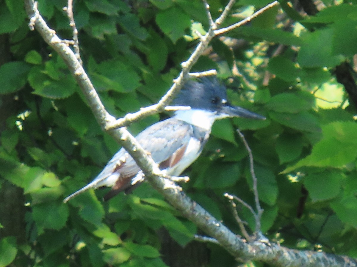 Belted Kingfisher - ML625932307