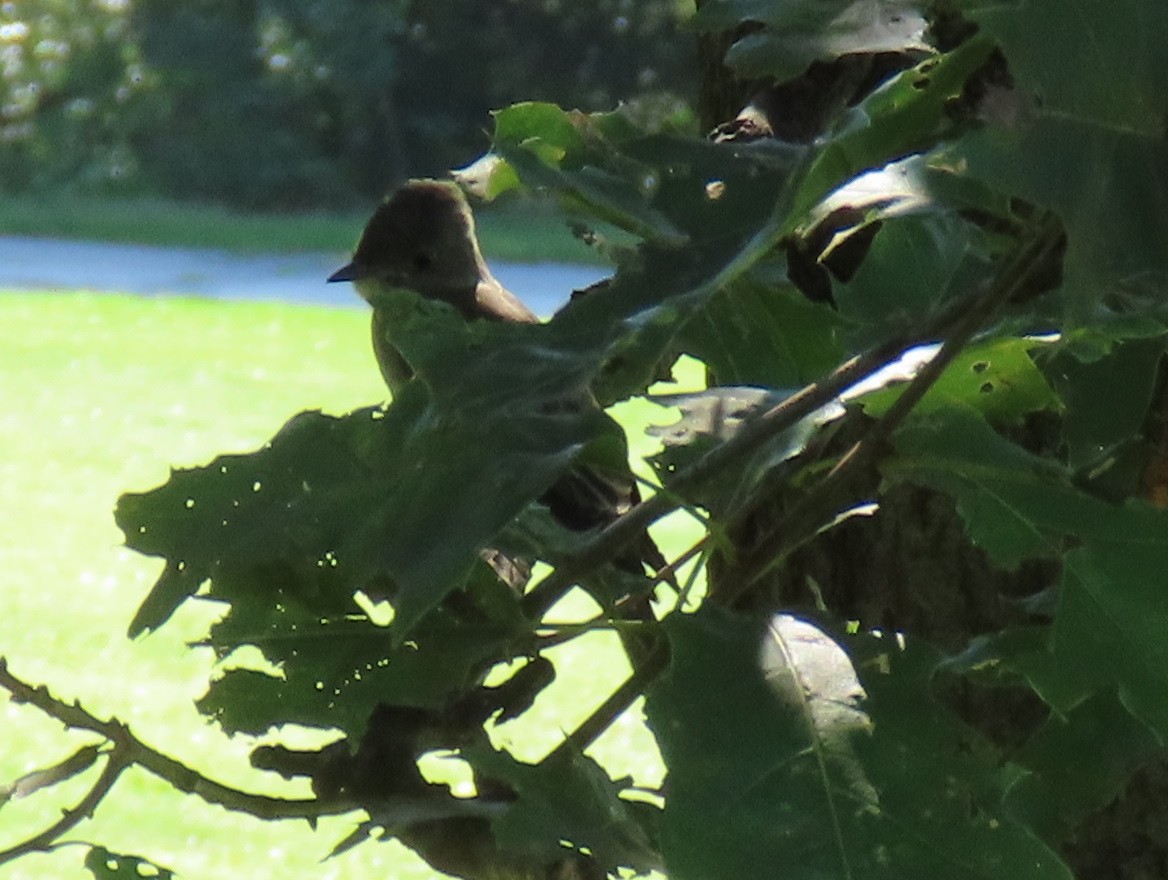 Eastern Wood-Pewee - ML625932317