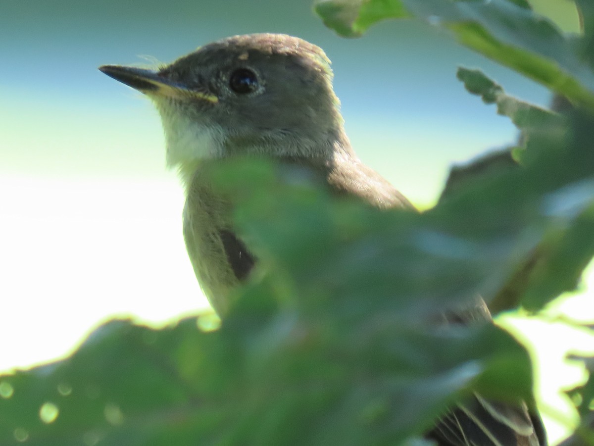 Eastern Wood-Pewee - ML625932318