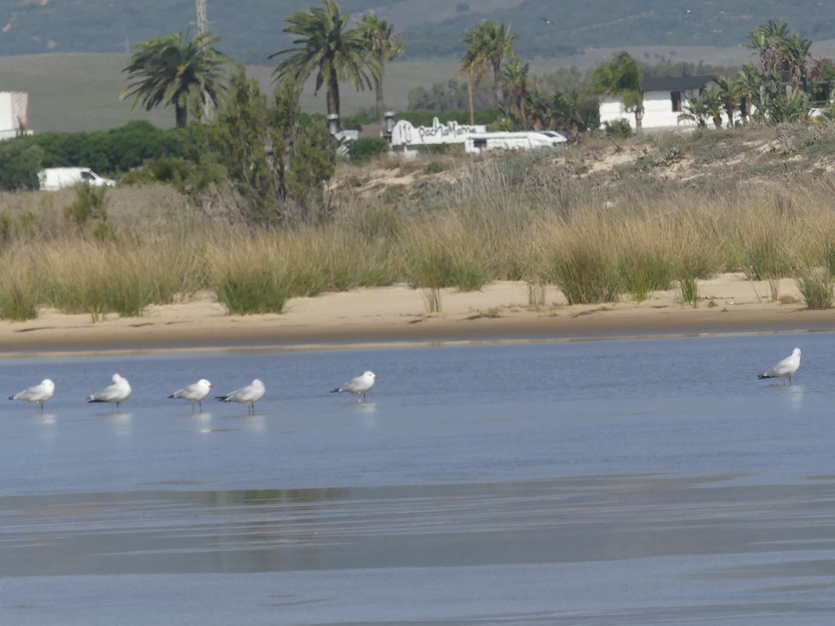 Audouin's Gull - ML625932589