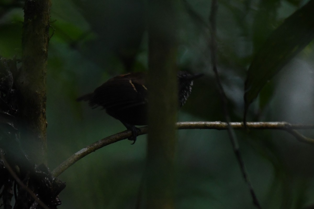 Star-throated Antwren - ML625932774