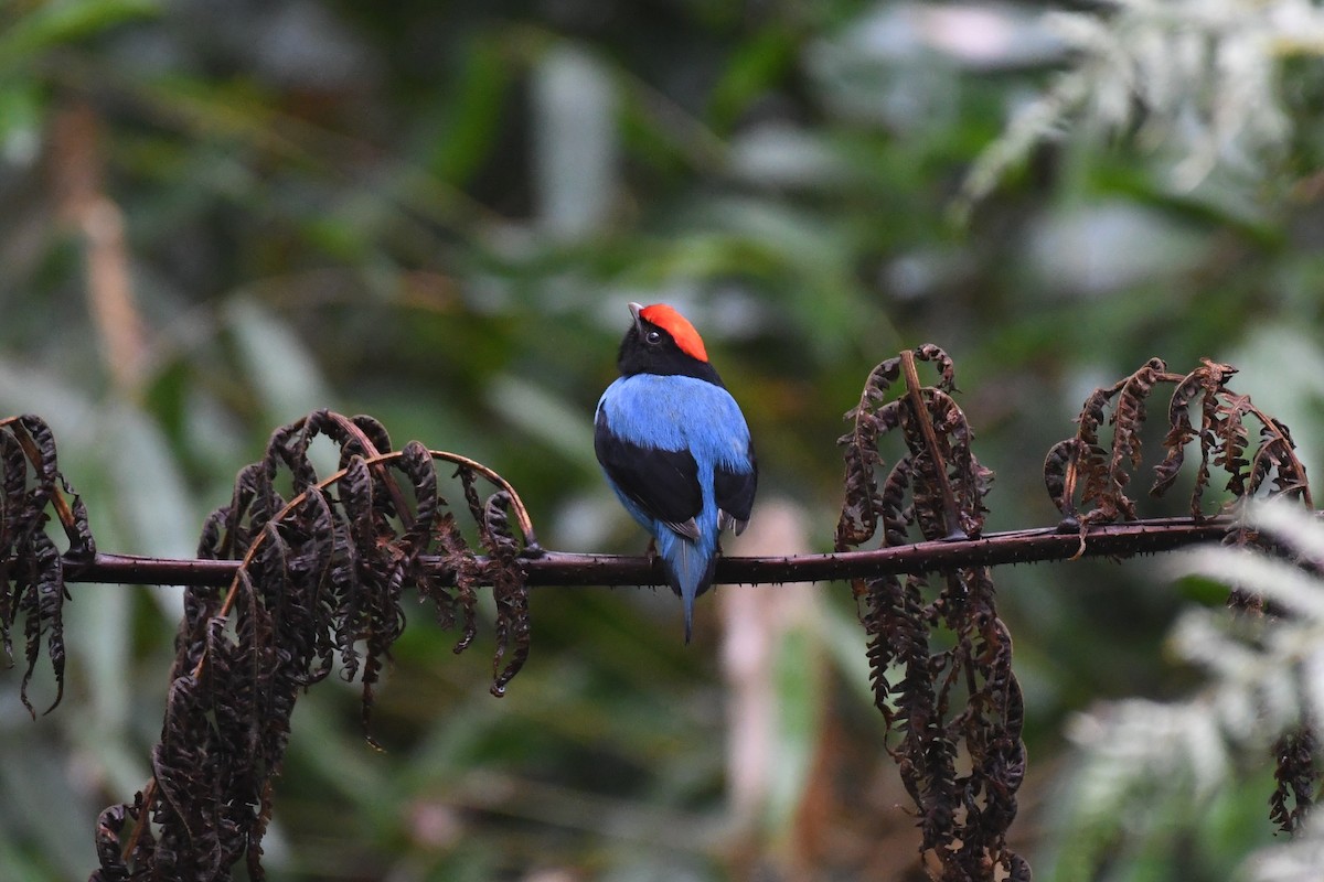 Swallow-tailed Manakin - ML625932780